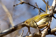 Camaroptera brevicaudata